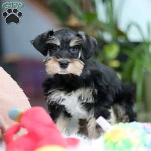 Noah, Miniature Schnauzer Puppy